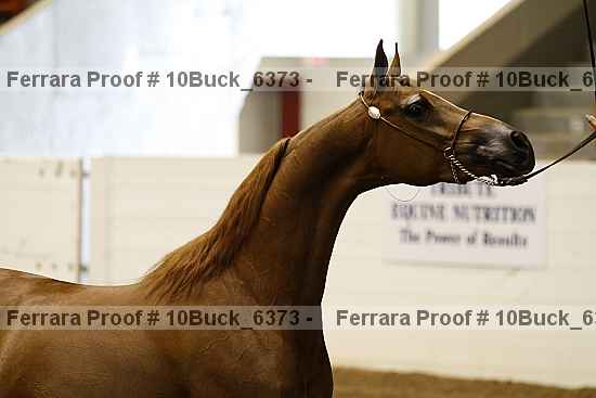 Proof 10buck_6373