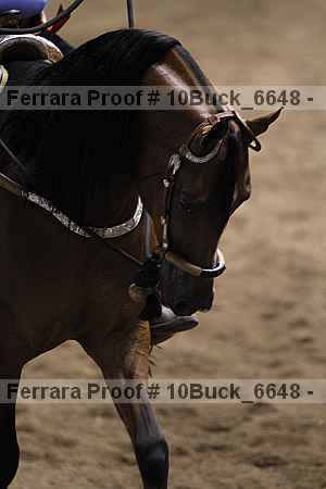 Proof 10buck_6648