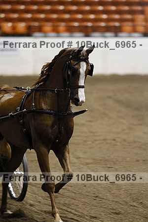 Proof 10buck_6965