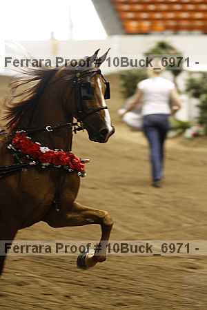 Proof 10buck_6971