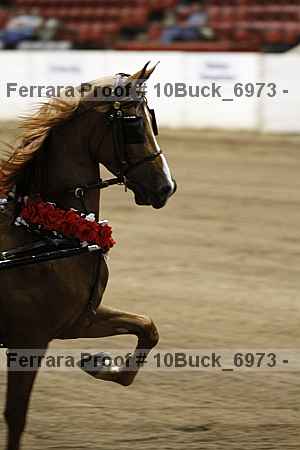 Proof 10buck_6973