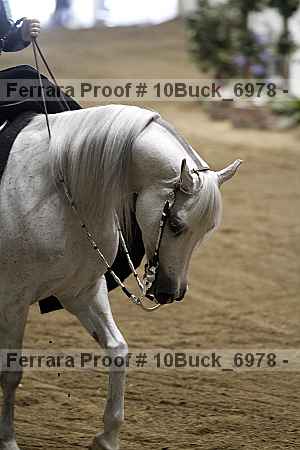 Proof 10buck_6978
