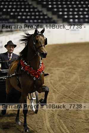 Proof 10buck_7738