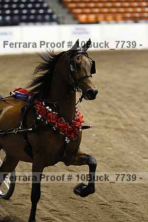 Proof 10buck_7739