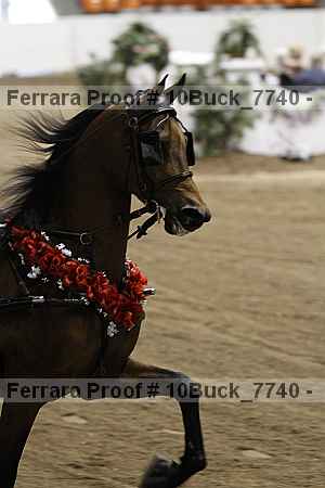 Proof 10buck_7740