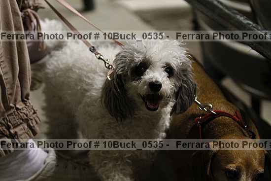 Proof 10buck_0535