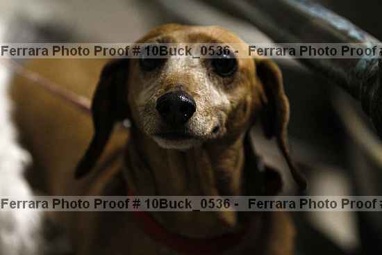 Proof 10buck_0536