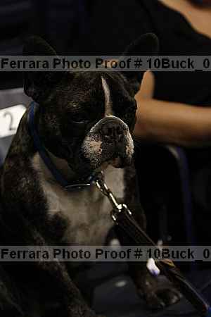 Proof 10buck_0954