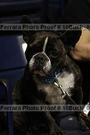 Proof 10buck_0955