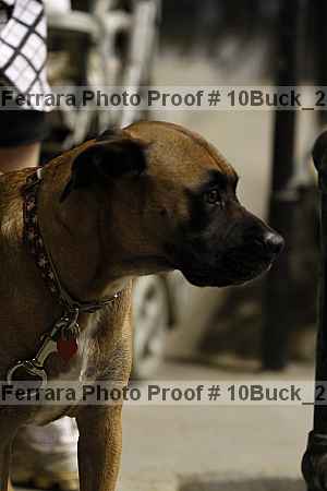 Proof 10buck_2228