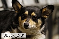 10buck_2481 proof