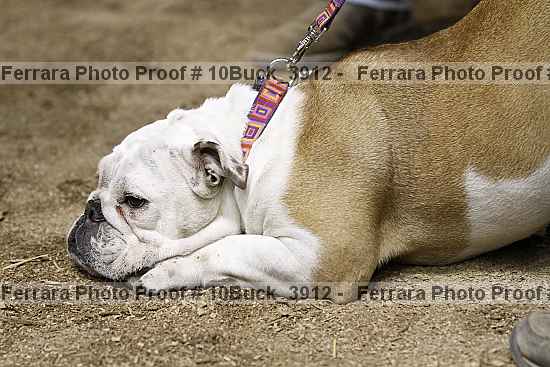 Proof 10buck_3912
