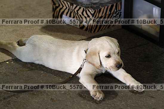 Proof 10buck_5570