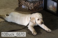10buck_5570 proof