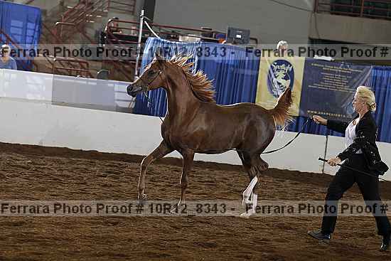 Proof 10r12_8343