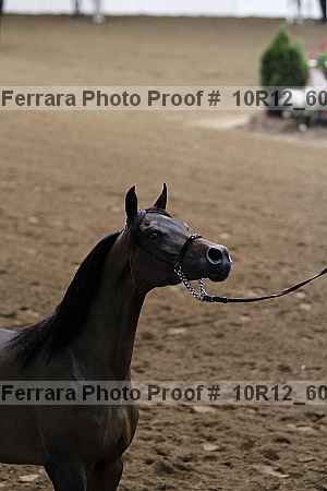 Proof 10r12_6073