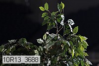 10r13_3688 proof