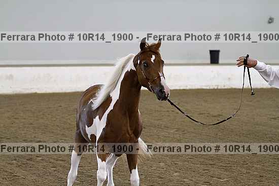 Proof 10r14_1900