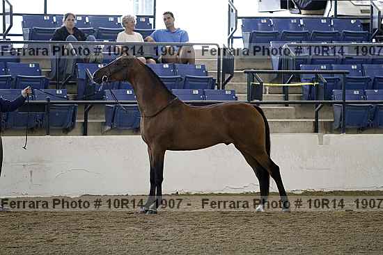 Proof 10r14_1907