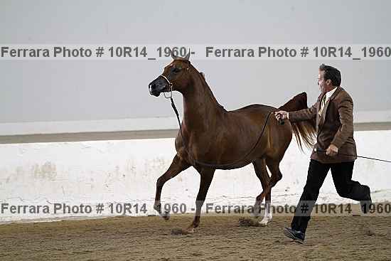 Proof 10r14_1960