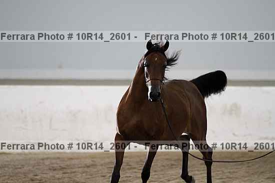Proof 10r14_2601