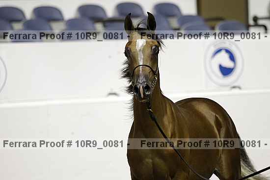 Proof 10r9_0081