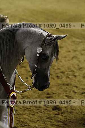 Proof 10r9_0495