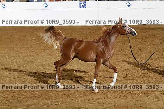 Proof 10r9_3593