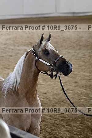 Proof 10r9_3675