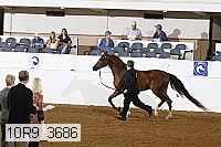 10r9_3686 proof