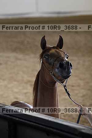 Proof 10r9_3688