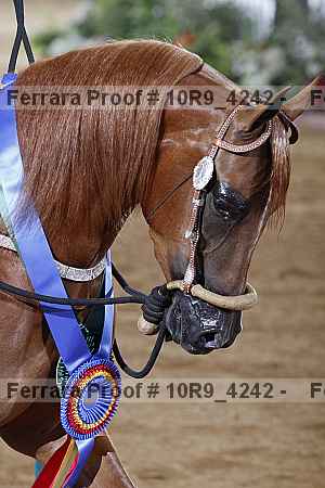 Proof 10r9_4242