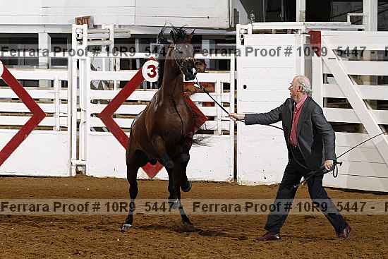 Proof 10r9_5447