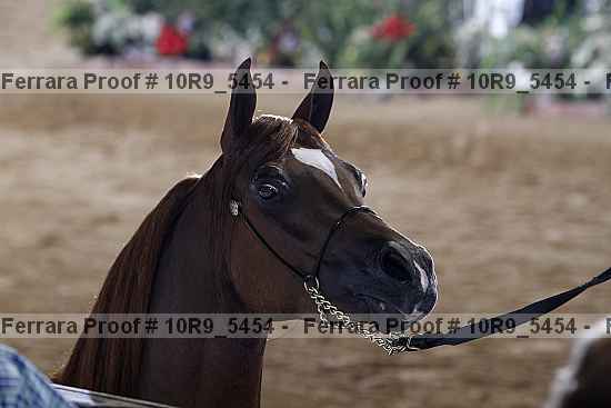 Proof 10r9_5454