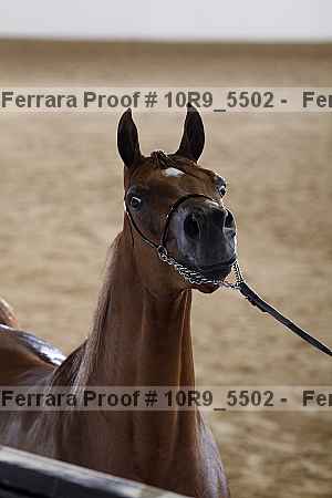 Proof 10r9_5502