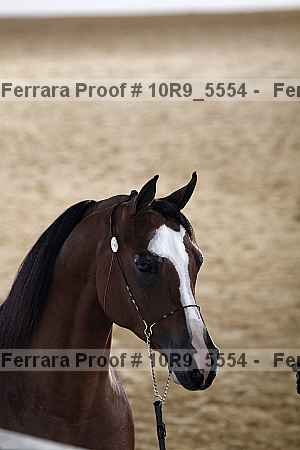 Proof 10r9_5554