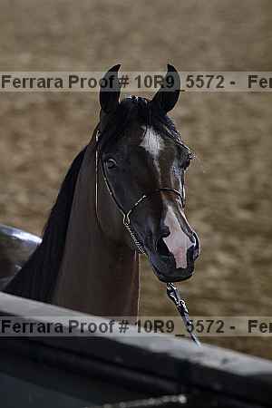 Proof 10r9_5572