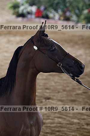 Proof 10r9_5614