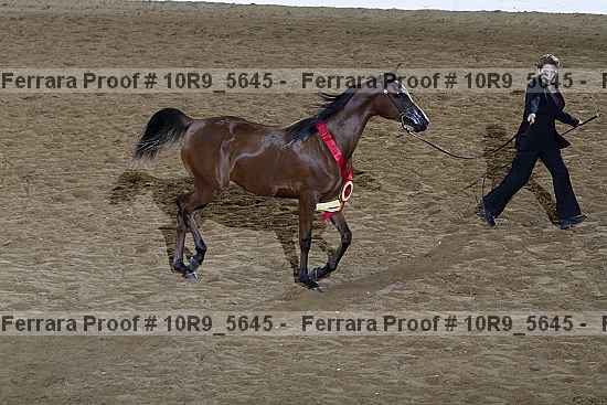Proof 10r9_5645