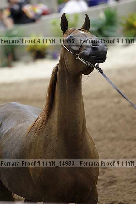 Proof 11yn_14983