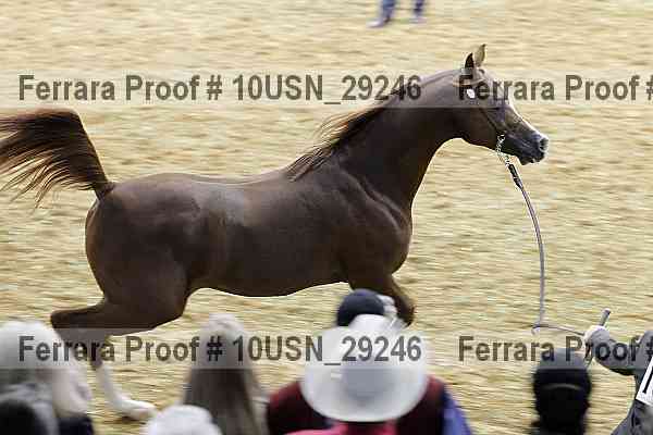 Proof 10usn_29246