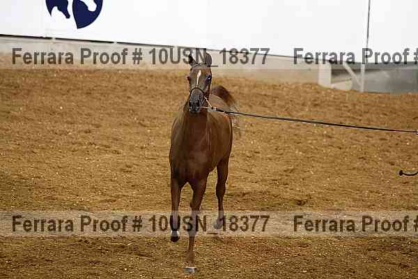 Proof 10usn_18377