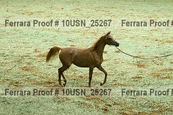 Proof 10usn_25267