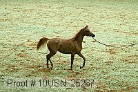 10usn_25267 proof