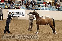 10yn-20000 proof