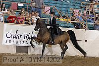 10yn-14202 proof