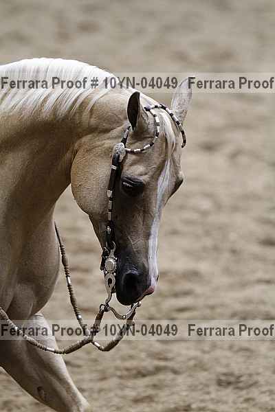 Proof 10yn-04049