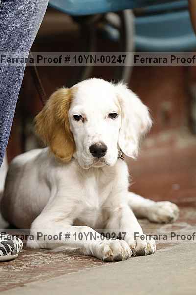 Proof 10yn-00247