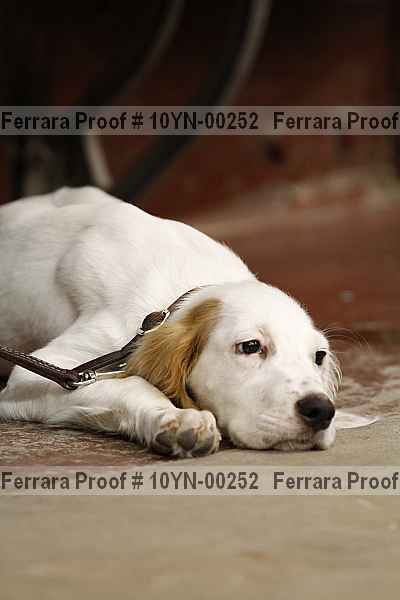 Proof 10yn-00252