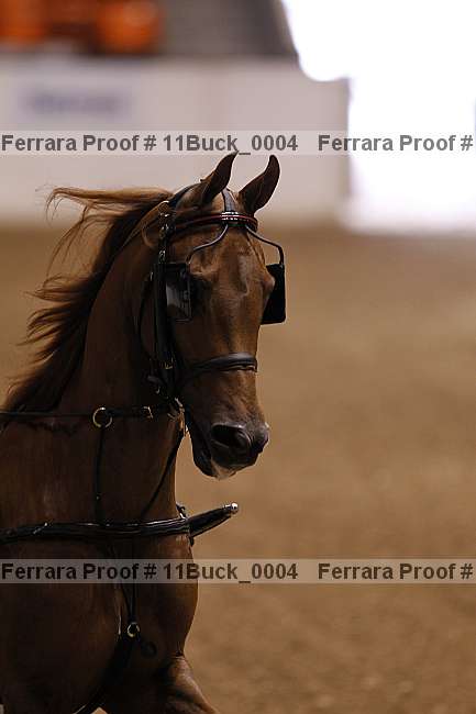 Proof 11buck_0004